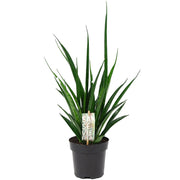 Sansevieria kirkii "Friends" 12/35 Plants Almost Paradise Berlin